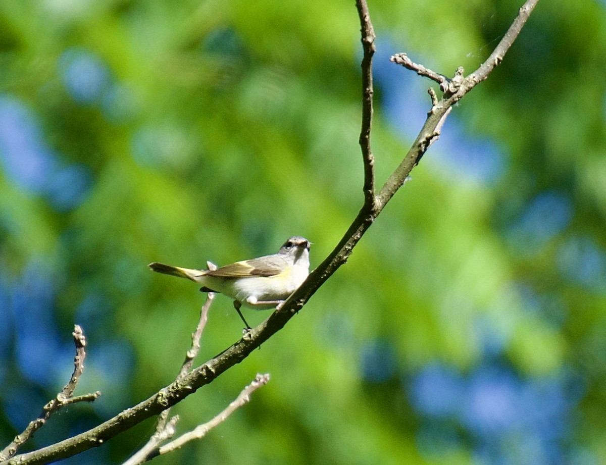 Rotschwanz-Waldsänger - ML620266635