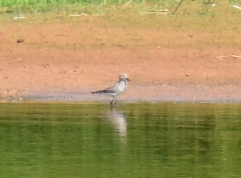 White-rumped Sandpiper - Tim Foley