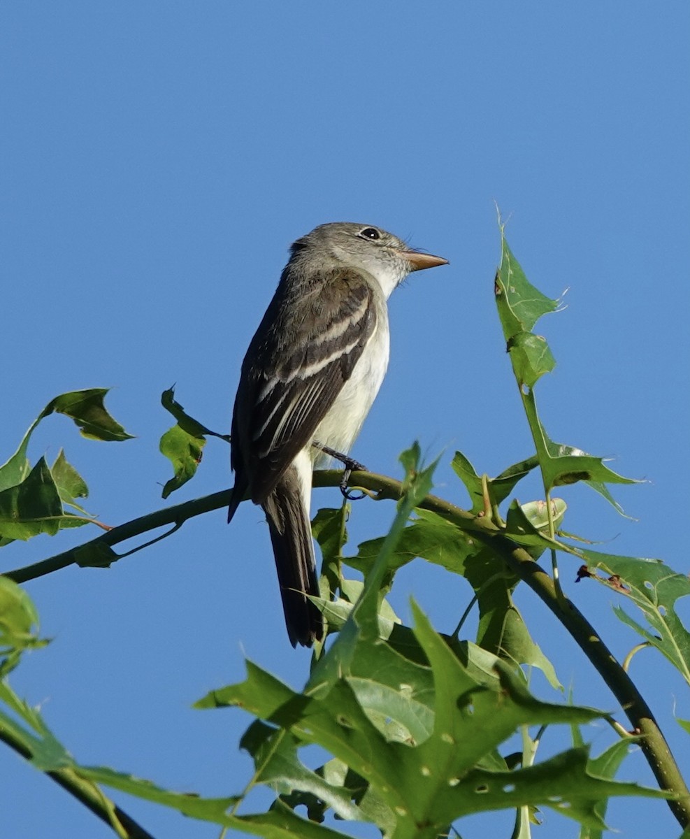 Alder Flycatcher - deidre asbjorn