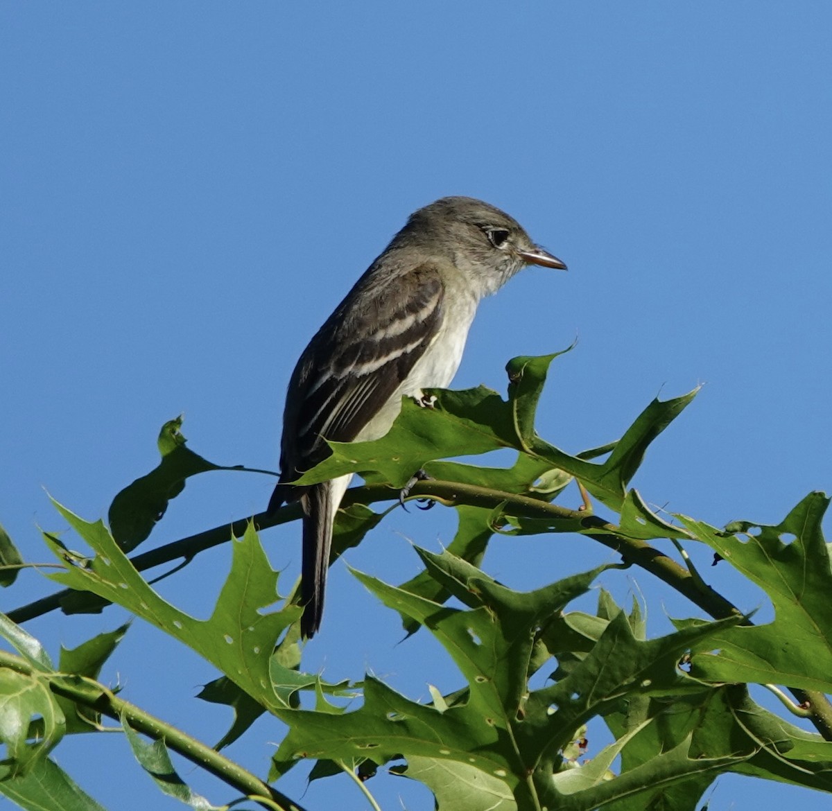 Alder Flycatcher - ML620266643