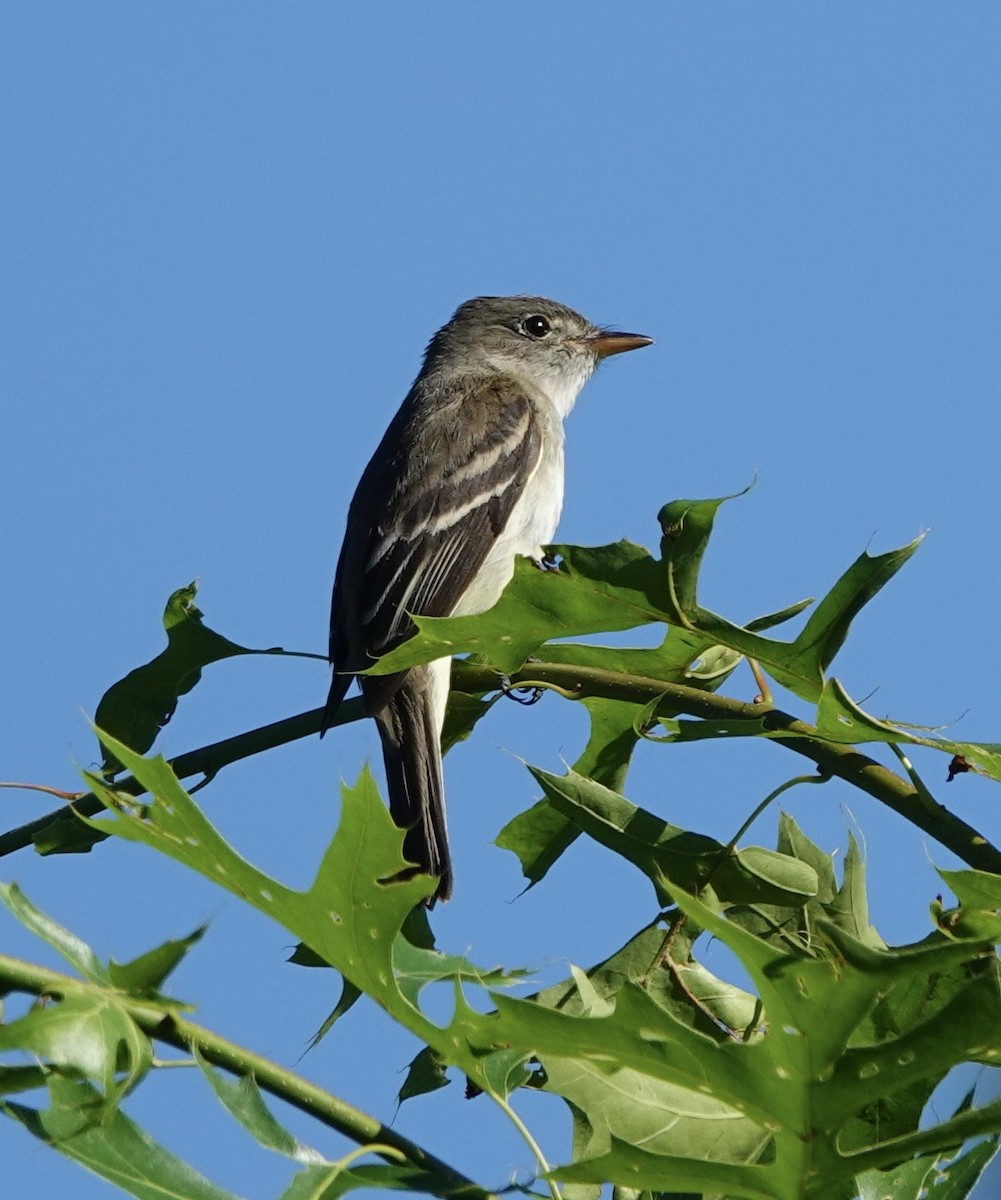 Alder Flycatcher - ML620266644