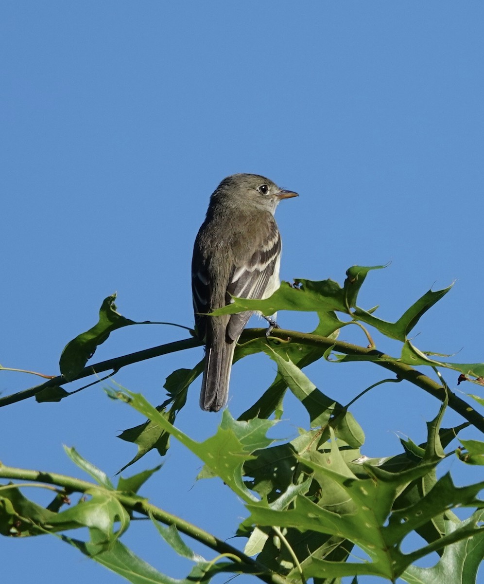 Mosquero Alisero - ML620266645