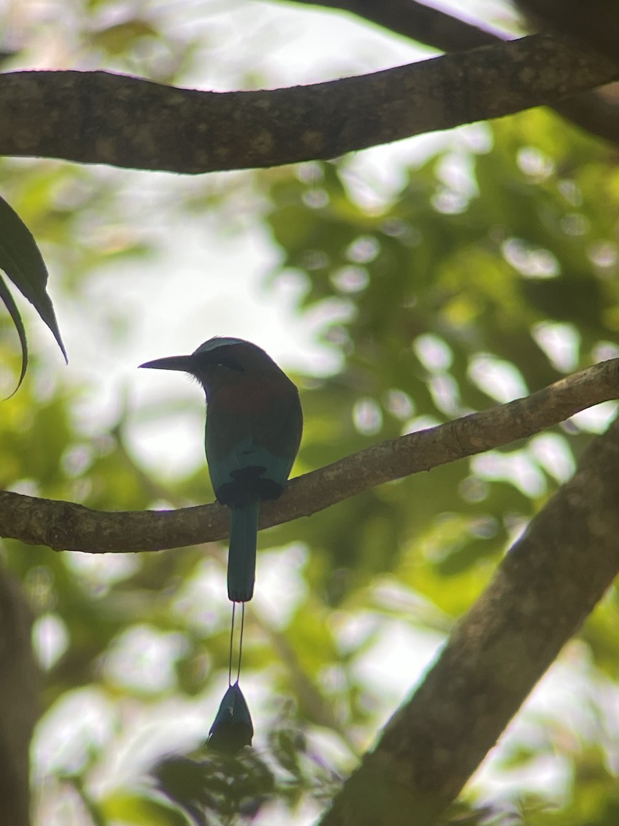 Turquoise-browed Motmot - ML620266647