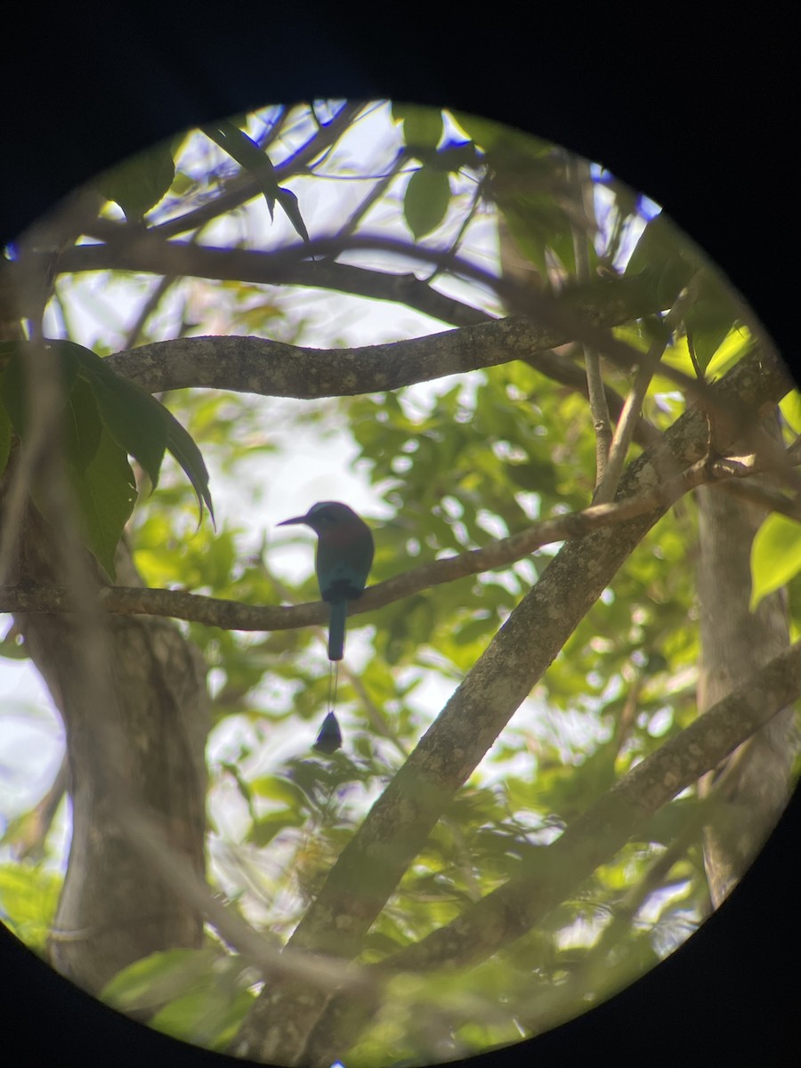 Turquoise-browed Motmot - ML620266648