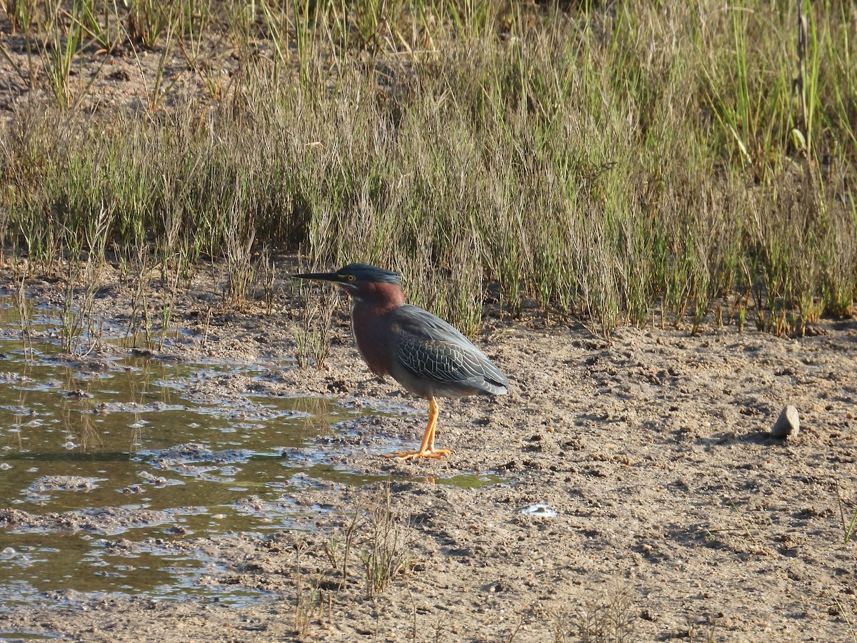 Green Heron - ML620266649