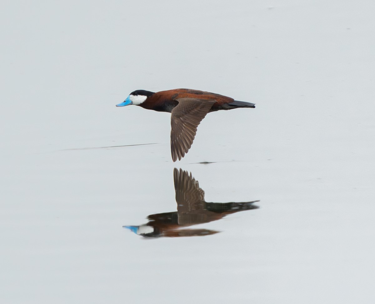 Ruddy Duck - ML620266650