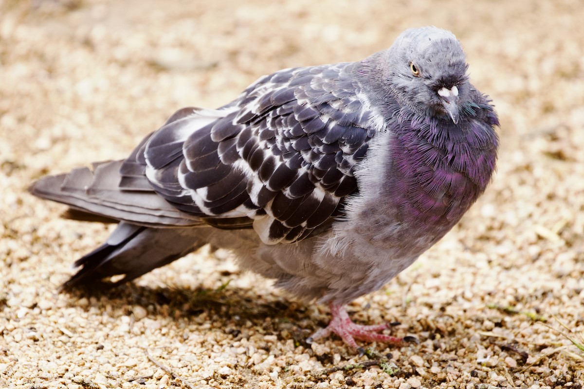 Rock Pigeon (Feral Pigeon) - ML620266651