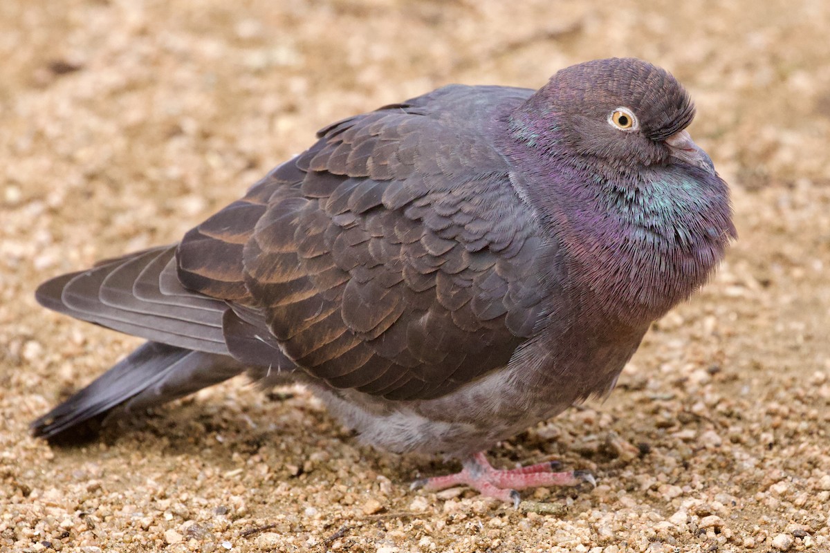 Rock Pigeon (Feral Pigeon) - ML620266652