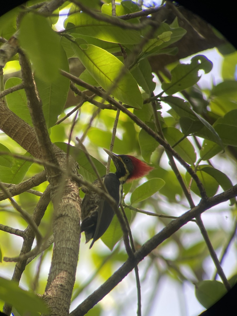 Lineated Woodpecker - ML620266656