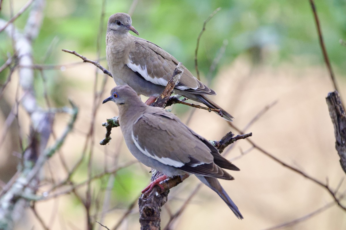 White-winged Dove - ML620266668