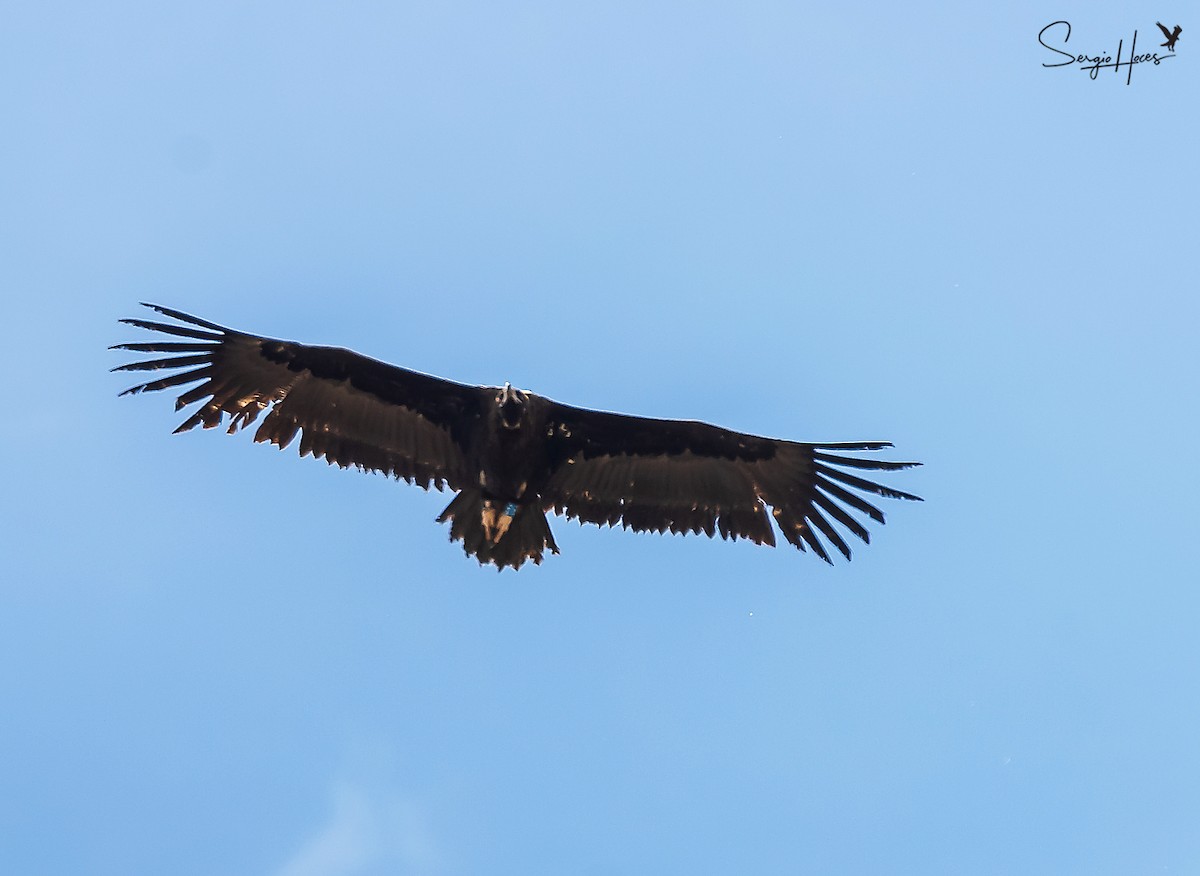 Cinereous Vulture - ML620266671