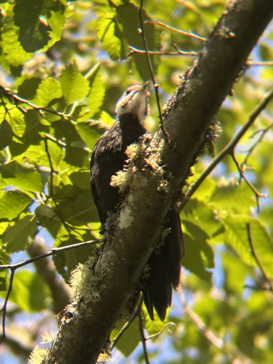 Pileated Woodpecker - ML620266681