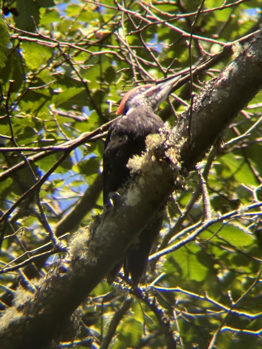 Pileated Woodpecker - ML620266682