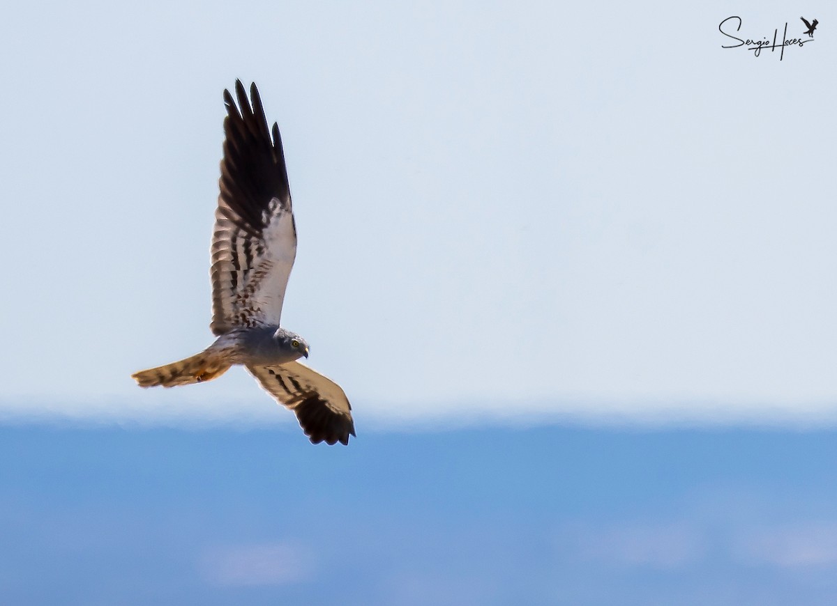 Montagu's Harrier - ML620266685