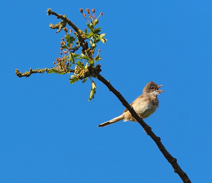 Greater Whitethroat - ML620266689