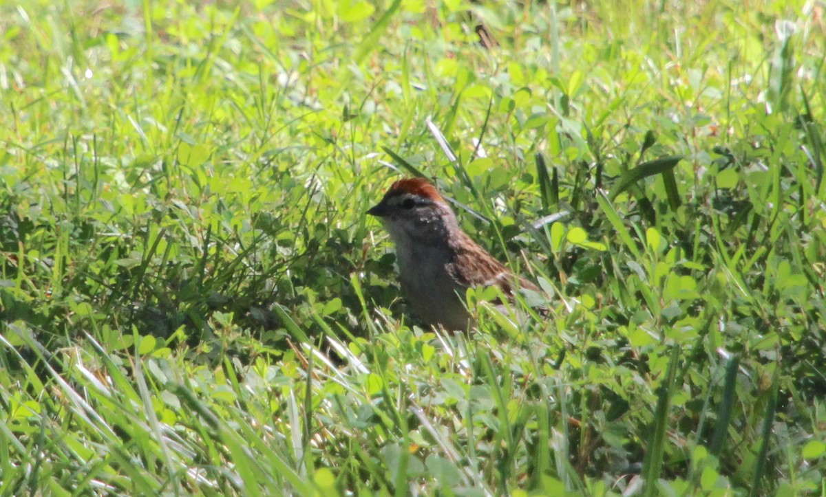 Chipping Sparrow - ML620266691