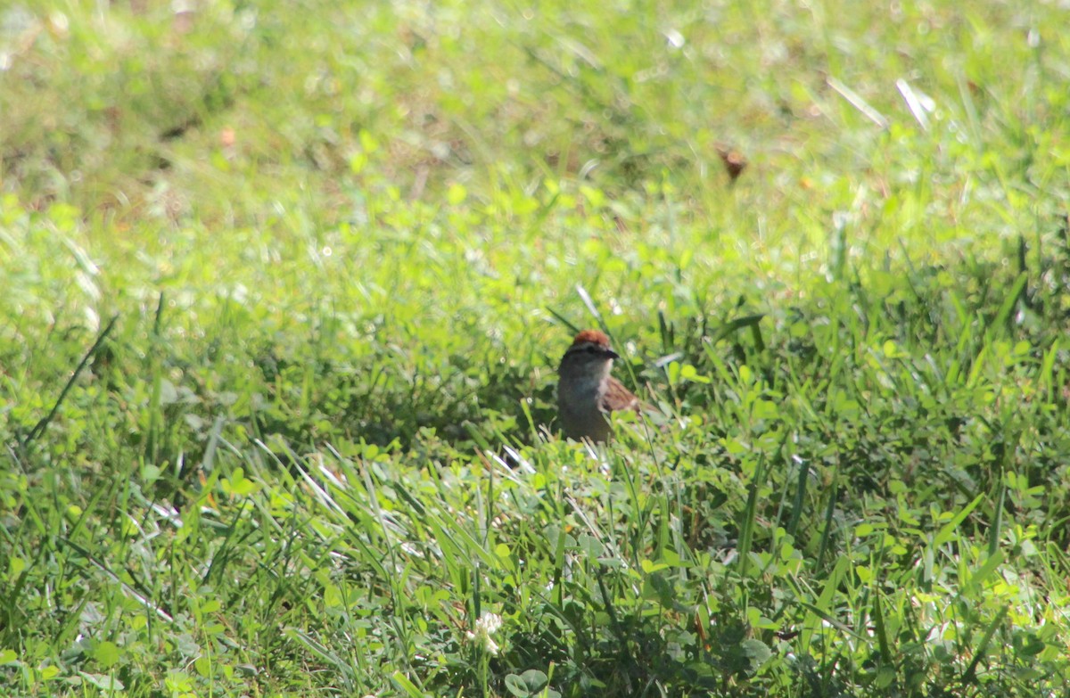 Chipping Sparrow - ML620266692