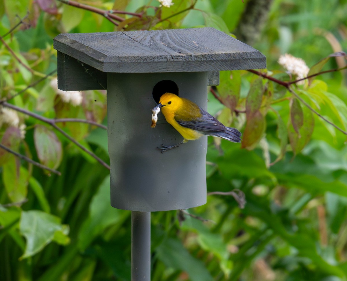 Prothonotary Warbler - ML620266701