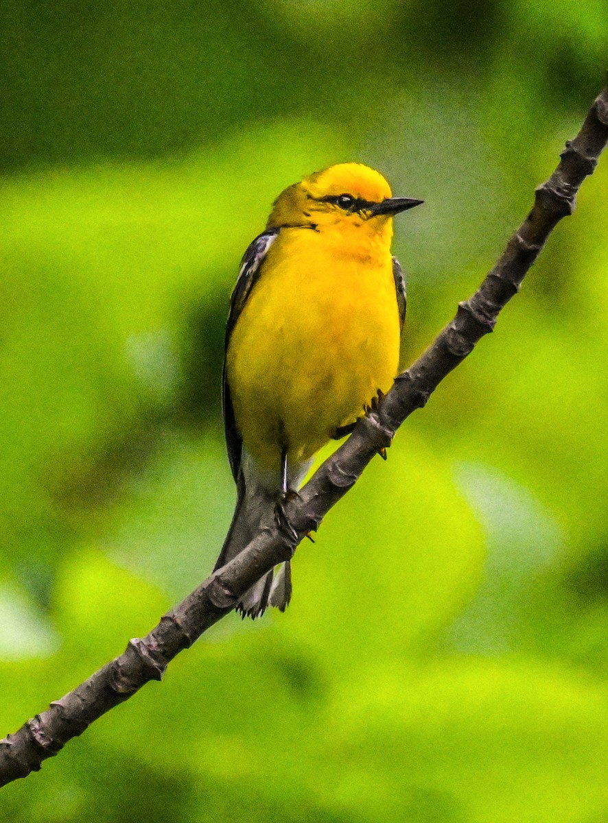 Blue-winged Warbler - ML620266704