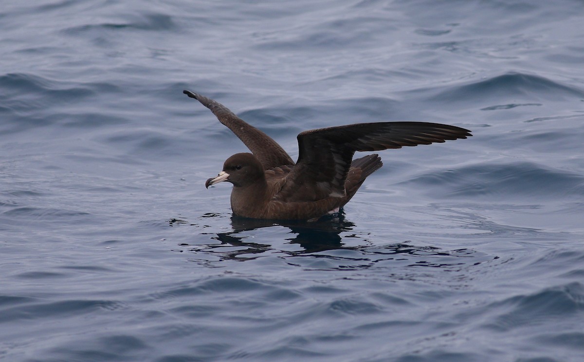 Flesh-footed Shearwater - ML620266705