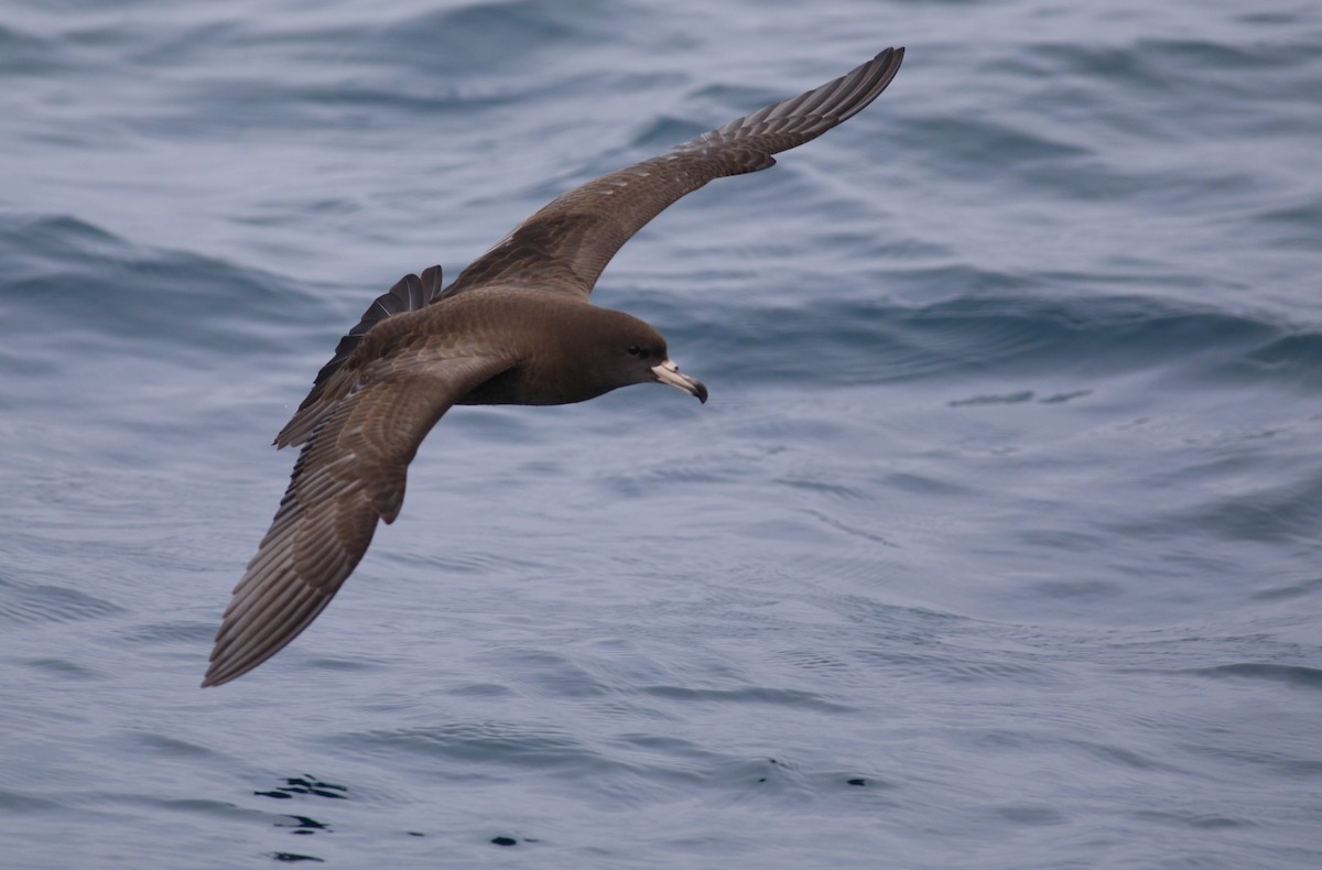 Flesh-footed Shearwater - ML620266706