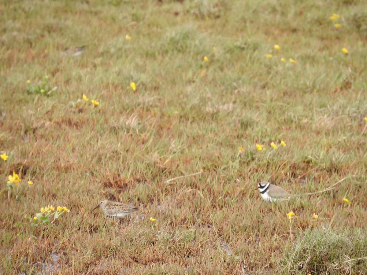 Common Ringed Plover - ML620266710