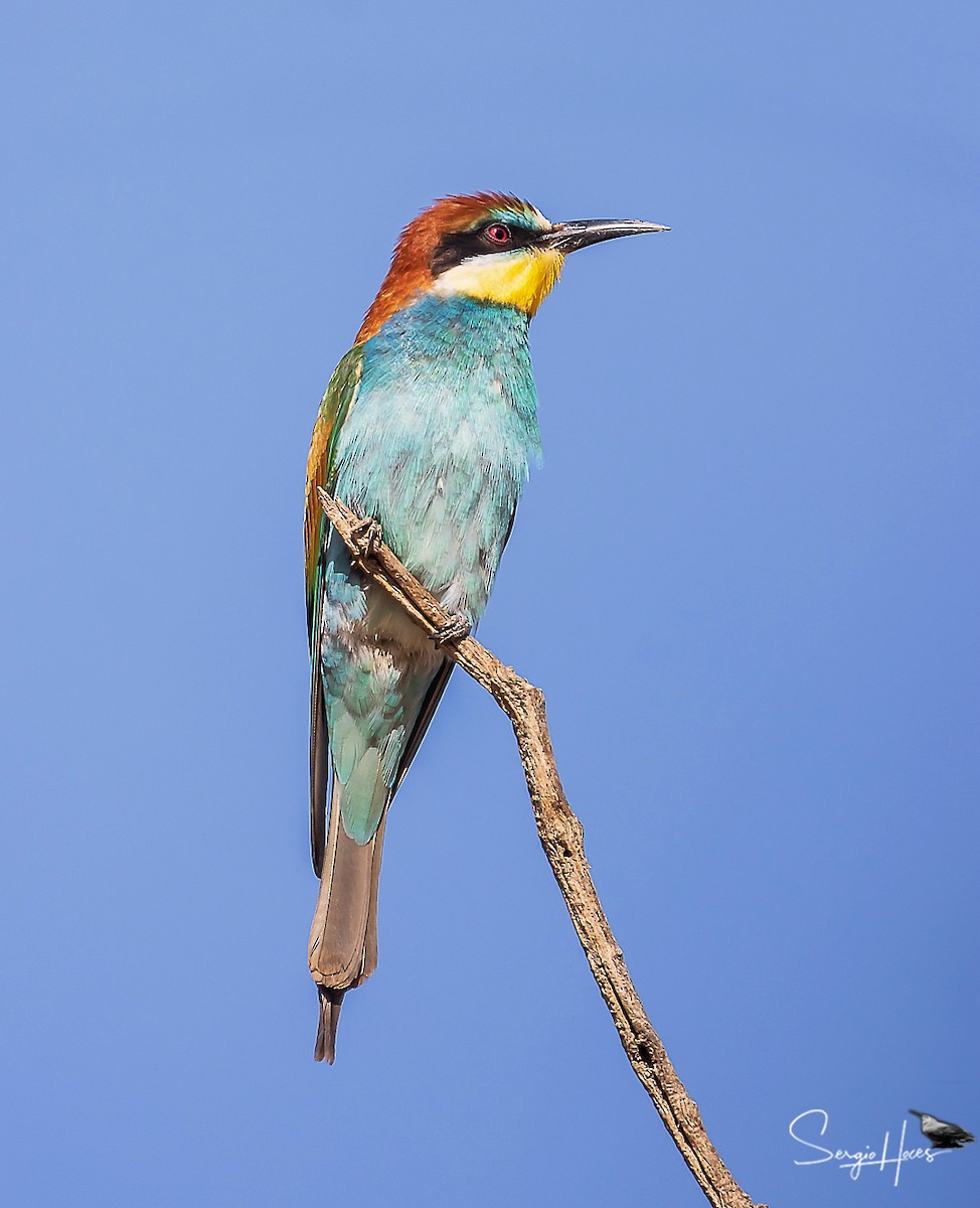 European Bee-eater - ML620266714