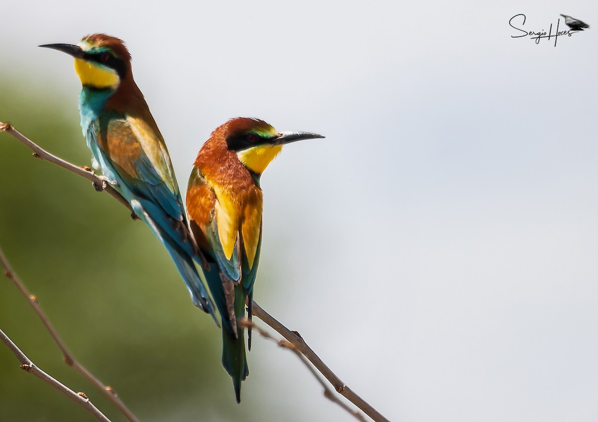 European Bee-eater - ML620266718