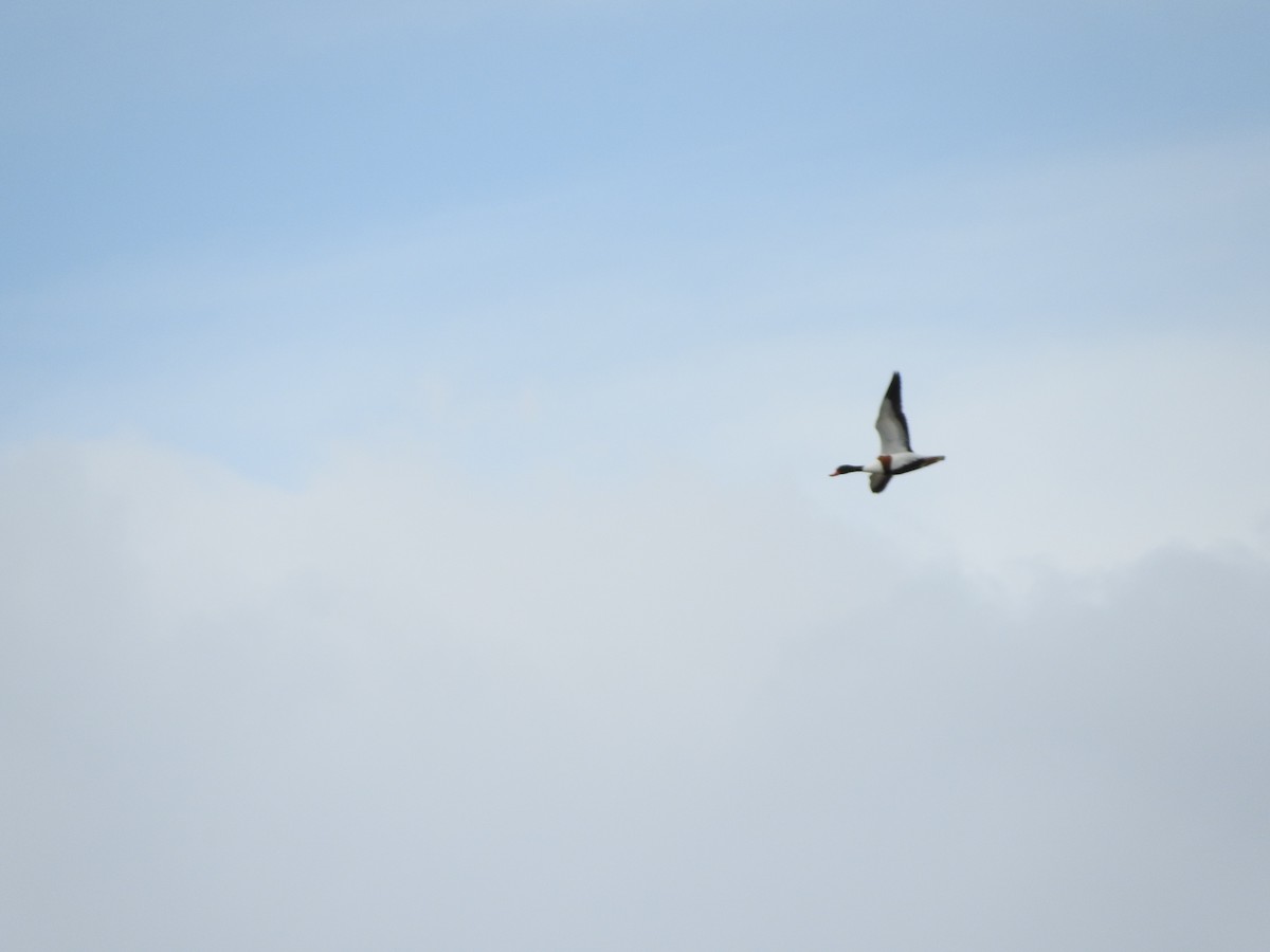 Common Shelduck - ML620266719