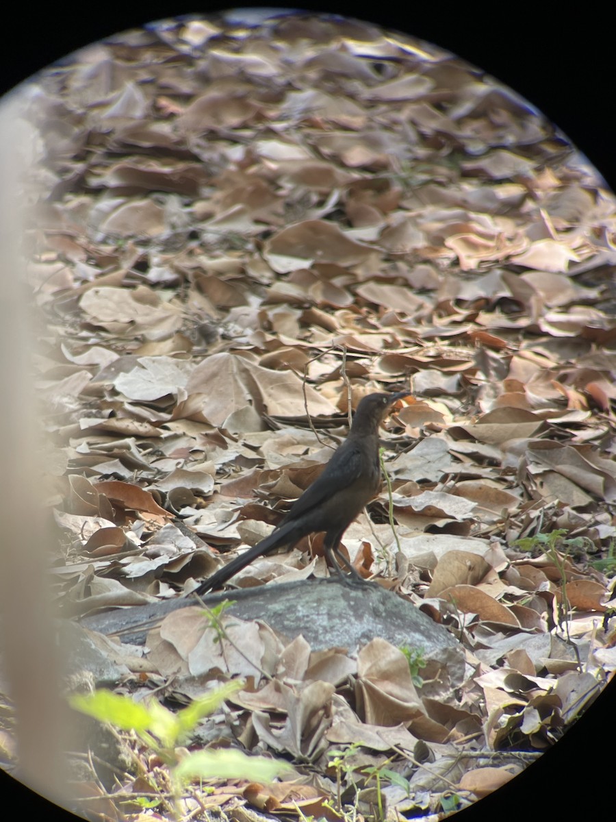 Great-tailed Grackle - ML620266724