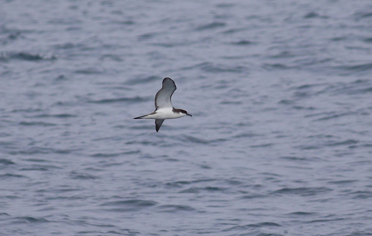 Buller's Shearwater - ML620266728