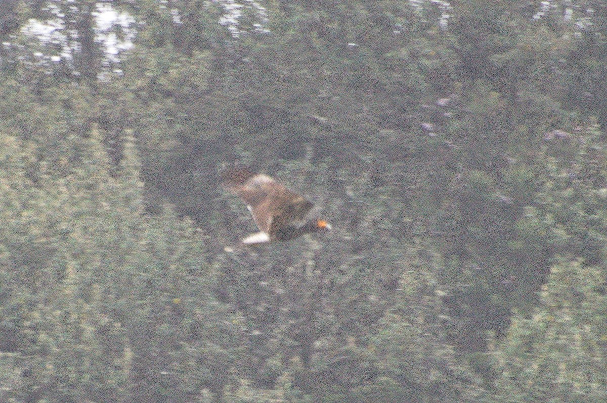 Caracara caronculé - ML620266730