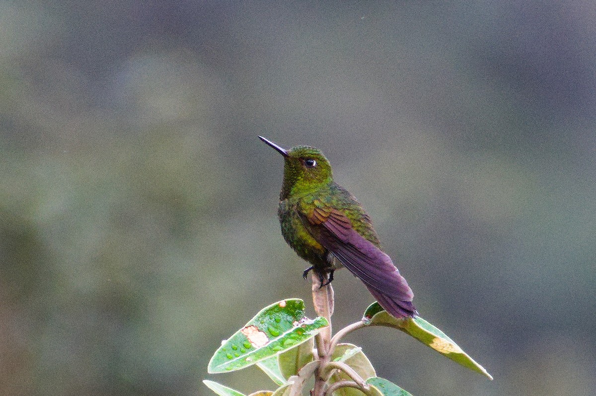 kolibřík Williamův (ssp. primolina) - ML620266734