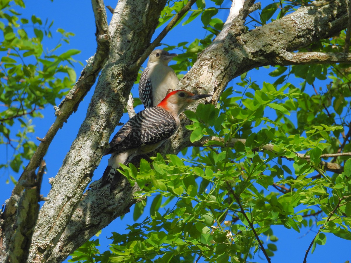 Red-bellied Woodpecker - ML620266736