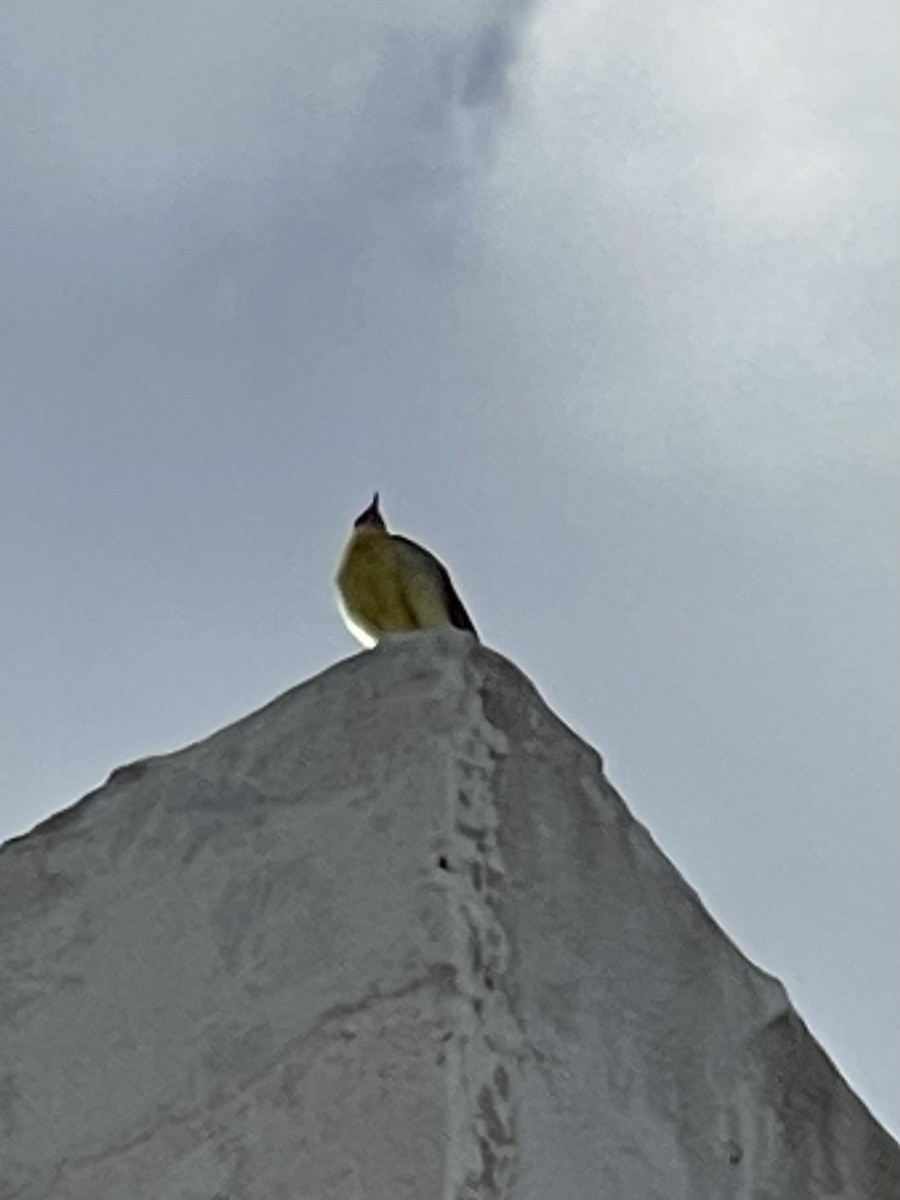 Gray Wagtail - ML620266739