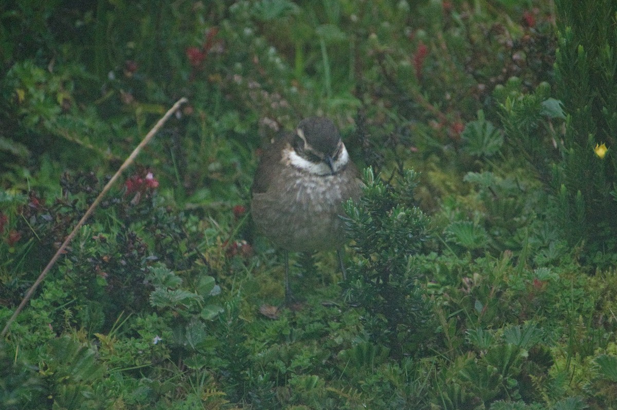 Chestnut-winged Cinclodes - ML620266746