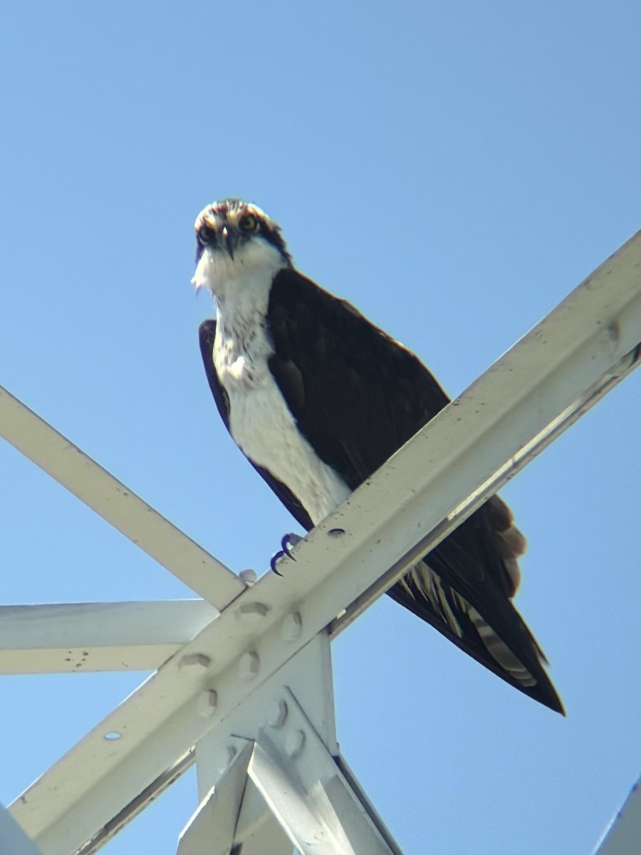 Balbuzard pêcheur - ML620266748