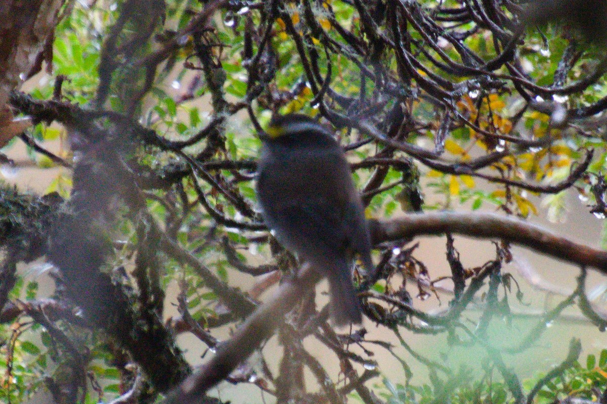 Crowned Chat-Tyrant (Crowned) - ML620266750