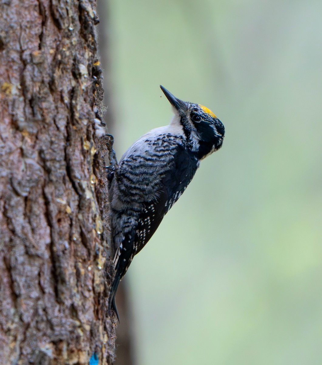 American Three-toed Woodpecker - ML620266752