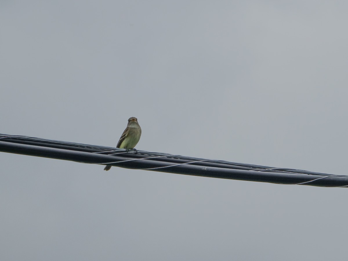 Alder Flycatcher - ML620266755