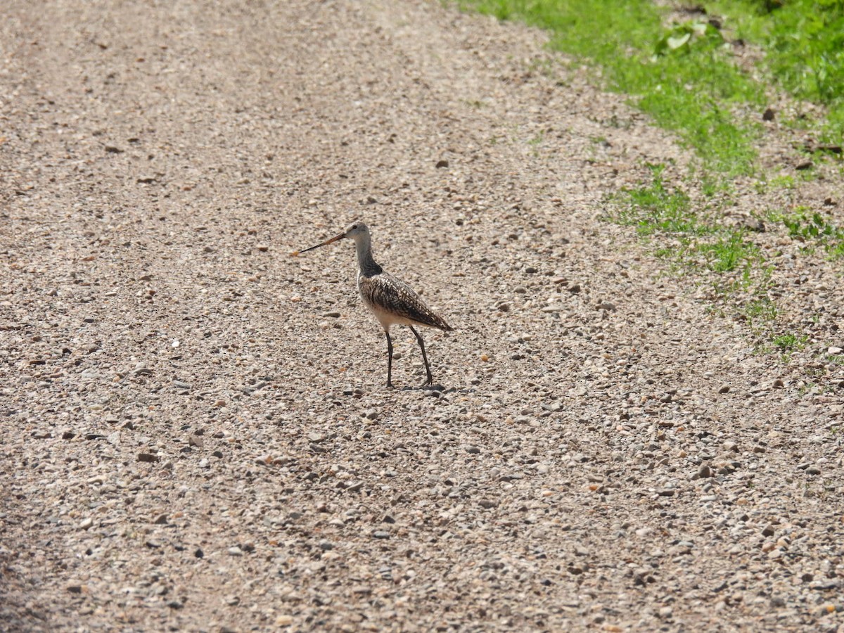 Marbled Godwit - ML620266762