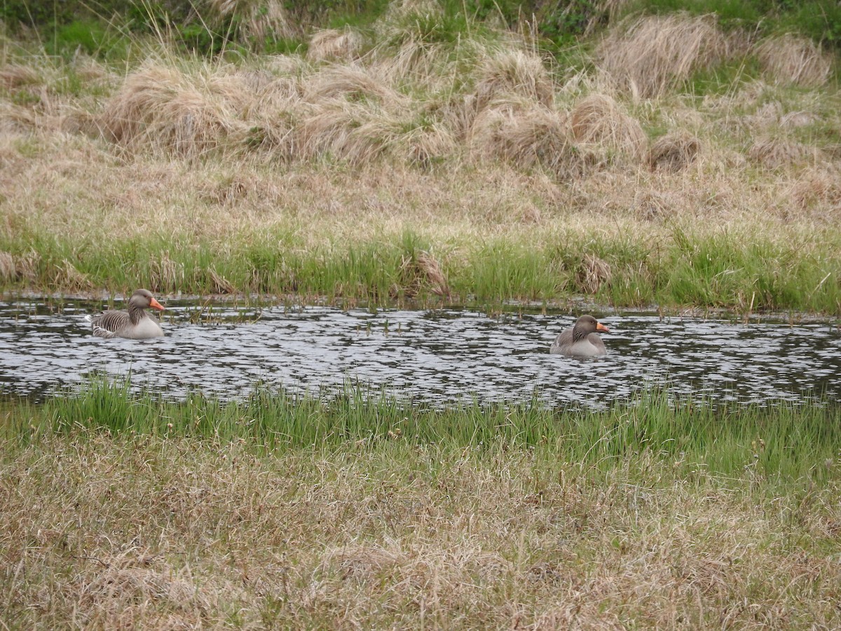 Graylag Goose - ML620266771