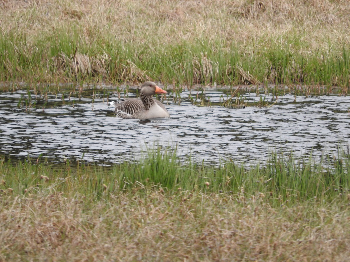 Graylag Goose - ML620266772