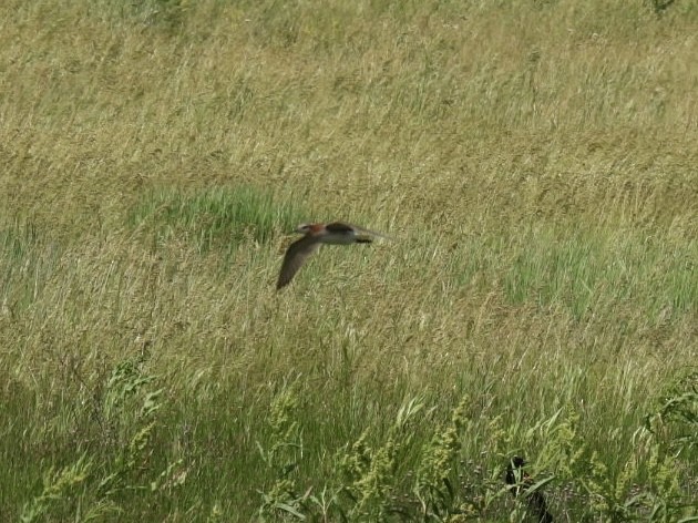 Wilson's Phalarope - ML620266775