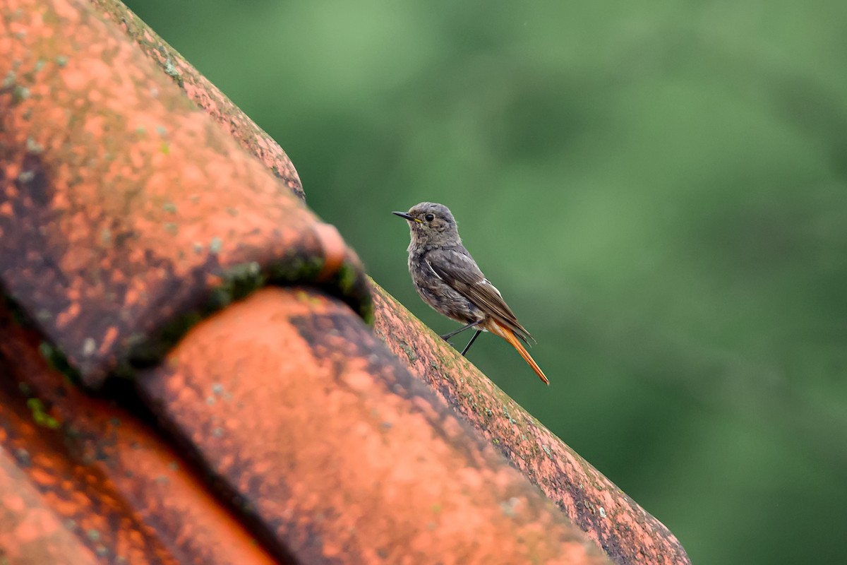 Black Redstart - ML620266778