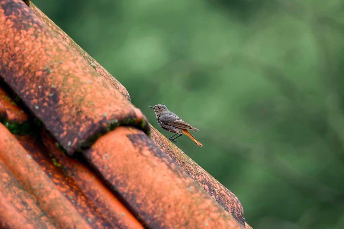 Black Redstart - Oksana Vashchuk