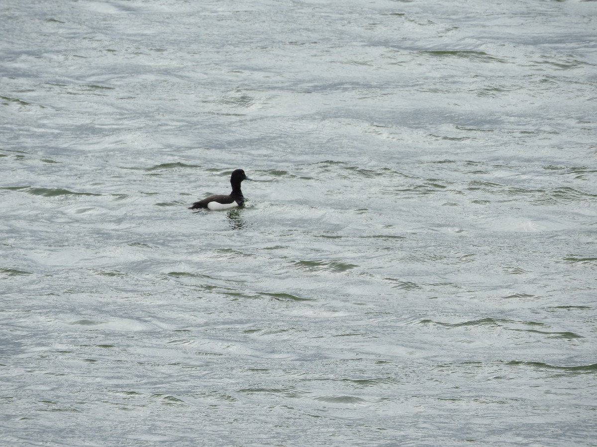 Tufted Duck - ML620266781
