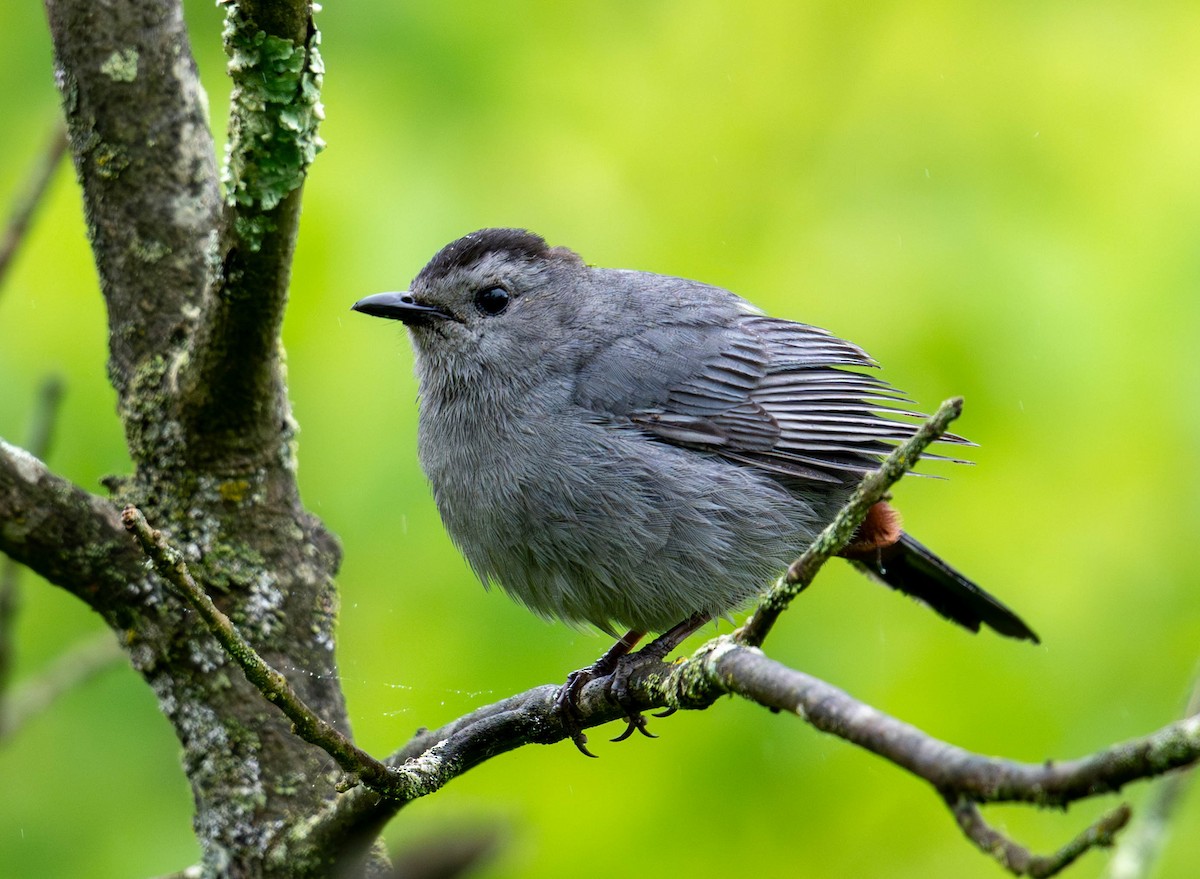 Gray Catbird - ML620266789