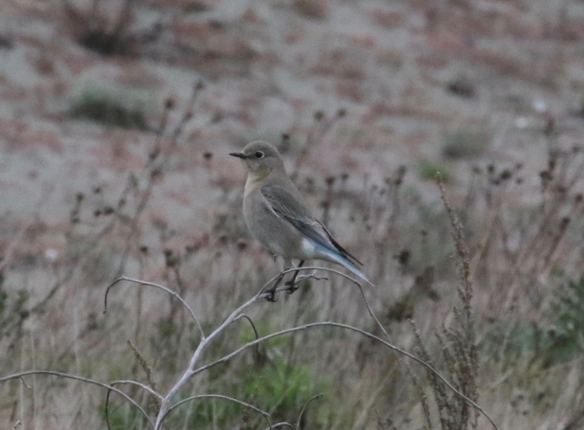 Mountain Bluebird - ML620266792