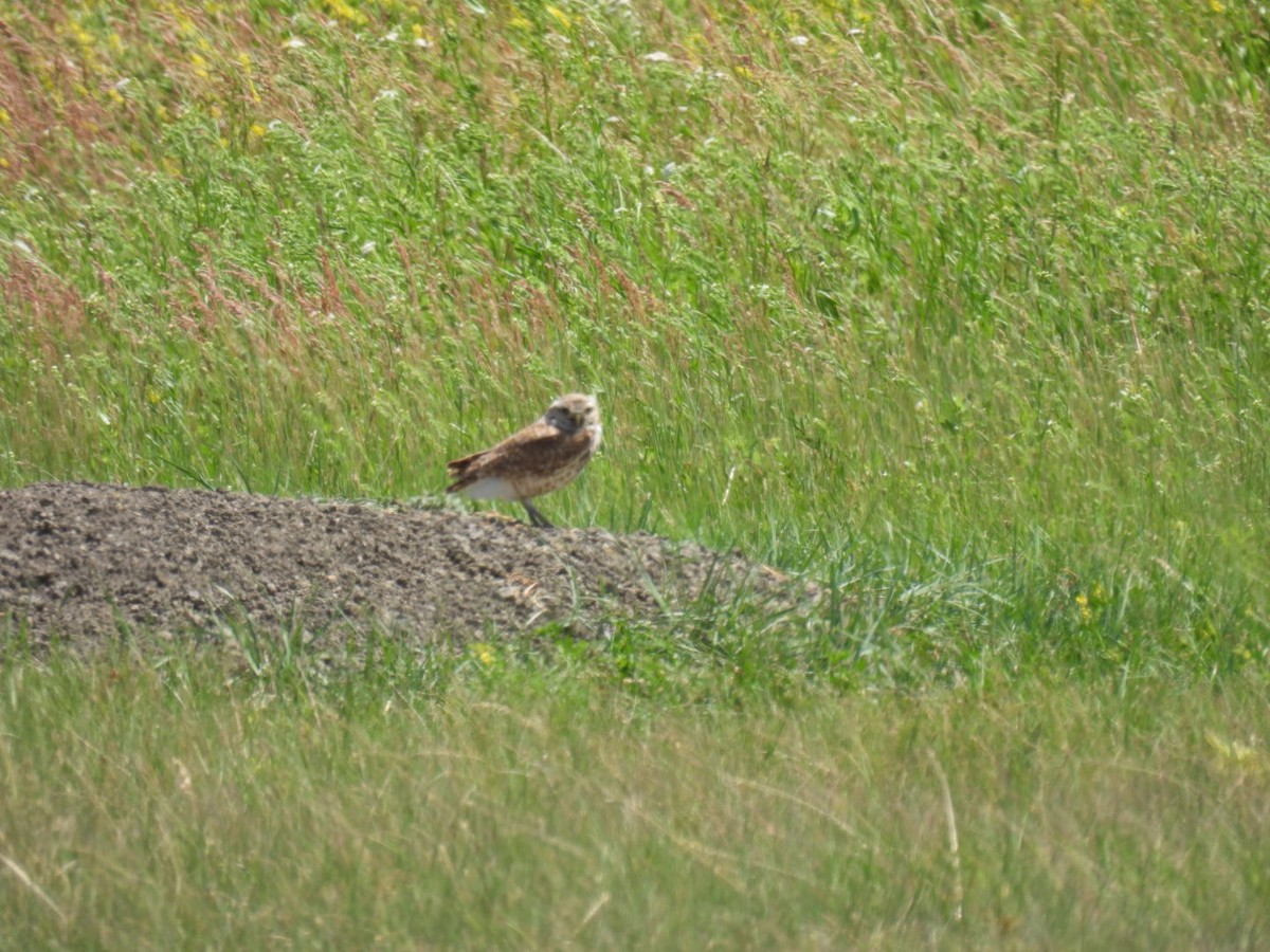 Burrowing Owl - ML620266793